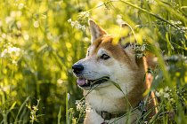 pixabay-shiba-6292660-1280